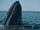 Gray Whale