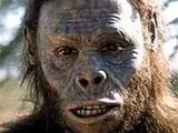 Homo Rudolfensis