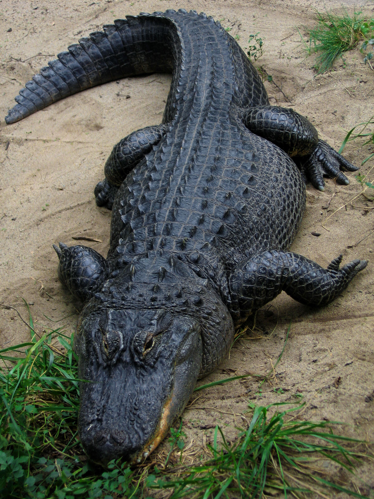 European Alligator: A Prehistoric Beast Among Us? - n4ry8ns