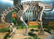 Saltasaurus-Skeleton