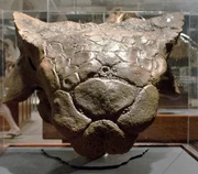 Ankylosaurus skull