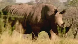 Ceratotherium mauritanicum