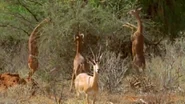 A herd of Gerenuk browsing on a tree.