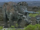 Triceratops