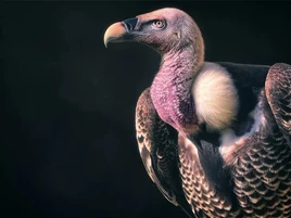 Rüppell's Vulture