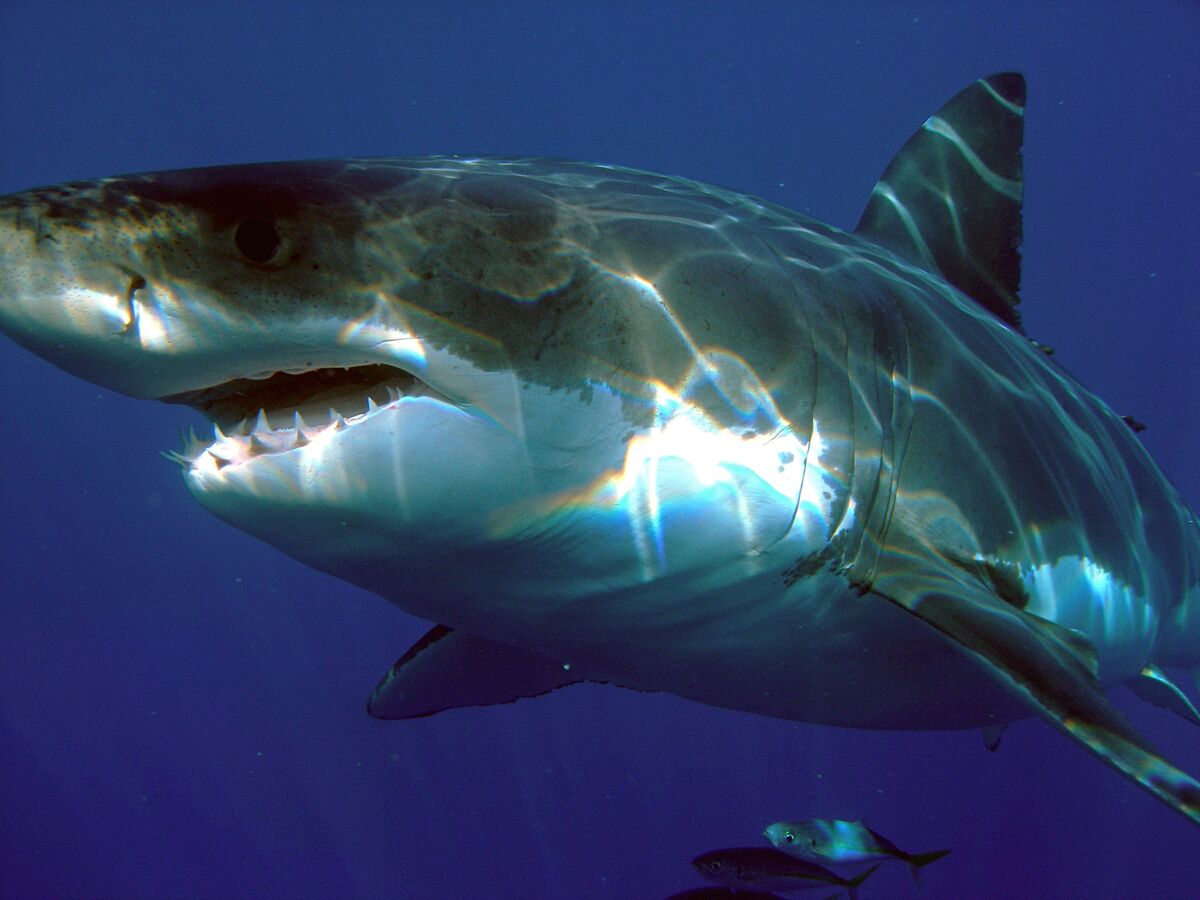 Great White Shark | Prehistoric Earth: A Natural History Wiki | Fandom