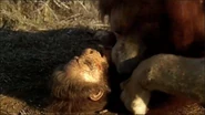 Screenshot (38).png (1.12 MB) A Homo Habilis being killed by an African Lion.