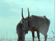 Monsters We Met Saiga.webp (49 KB)