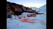 A mammoth carass after being killed by human hunters.
