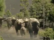 ArgentinosaurusHerd.webp (31 KB)