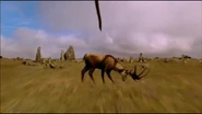 A Megaloceros grazing on grass not realizing that a Homo Heidelbergensis thrown a spear at it.