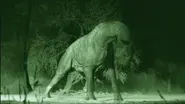 A female Paraceratherium giving birth.