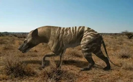 H. gigas