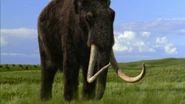 A Woolly Mammoth grazing on grass.