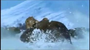 An Ancient Bison being killed by a Smilodon.