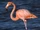 American Flamingo