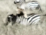 An American Lion bringing down a Hagerman Horse.