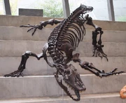 Megalania skeleton