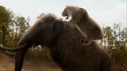 Smilodon attack.png (1 MB) A Columbian Mammoth being attacked by a Smilodon while being trapped in the tar pit.