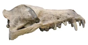 Andrewsarchus skull