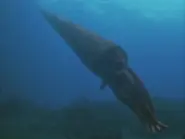 SM1x1 Cameroceras.webp (39 KB)