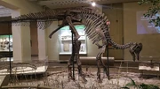 Carnegie Corythosaurus
