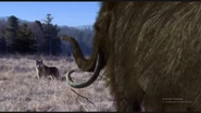 Dog and Mammoth.png (1.28 MB) A Columbian Mammoth encountering a Paleolithic Dog.