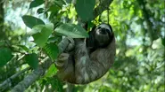 The Life of Mammals Sloth.webp (162 KB)