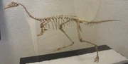 Mononykus AMNH