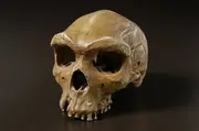 Homo Heidelbergensis skull