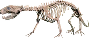 Didelphodon skeleton