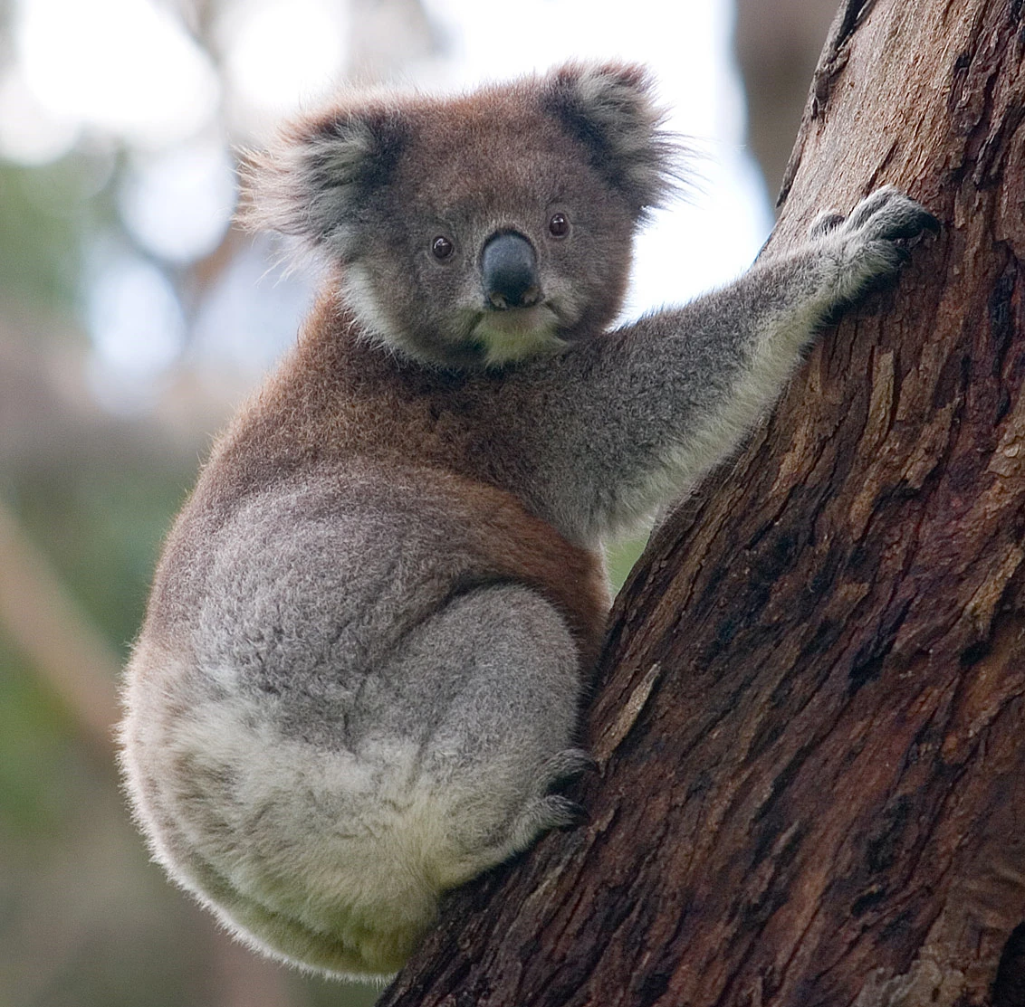 Koala | Prehistoric Earth: A Natural History Wiki | Fandom