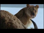 An American Lion feasting on an Ancient Bison.