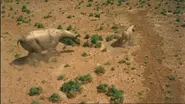 A female Paraceratherium driving her previous calf away.