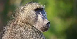000-chachma-baboon
