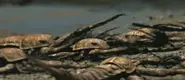 A group of Megalograptus on dryland