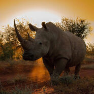 White rhinoceros 17771 (1)
