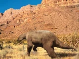 Nothrotheriops