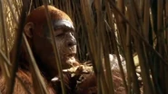 A Paranthropus eating the roots of reeds.
