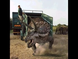 Male Triceratops