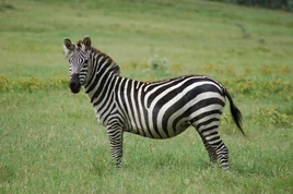 Equus quagga