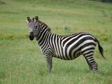 Plains Zebra