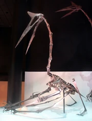 Quetzalcaotlus skeleton