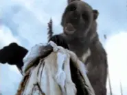 An Arctodus preparing to swipe it's paw on a Paleo-Indian.