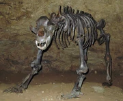 Cave Bear skeleton