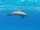 Spinner Dolphin