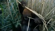 A Paranthropus trying to shelter itself from the rain.