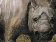 Large marsupial.jpg (19 KB)