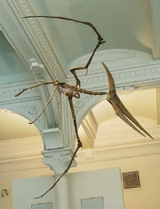 Pteranodon skeleton