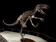 BYU Utahraptor skeletal mount